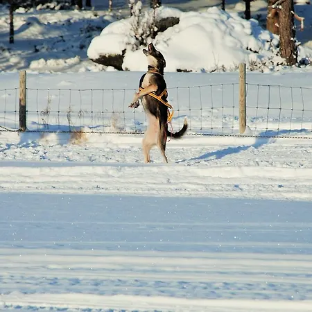 Sjodalen Hyttetun Og Stuttgongfossen