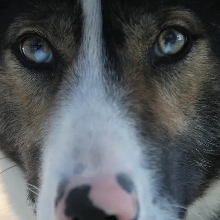 Sjodalen Hyttetun Og Stuttgongfossen