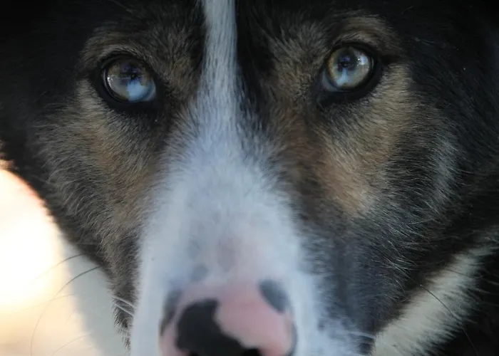 Sjodalen Hyttetun Og Stuttgongfossen